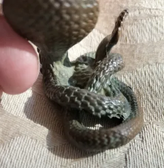 Figura Cobra Bronce Vintage Pequeña