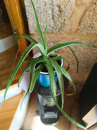 Planta Aloe Vera en Maceta Blanca