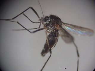 Microscopio Lupa Binocular Pentaflex