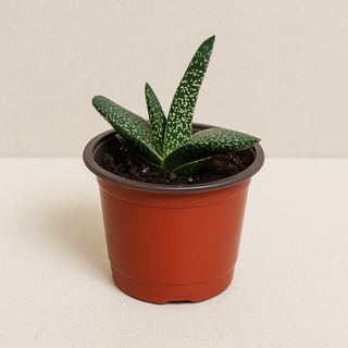 Suculenta Gasteria en maceta 10 cm