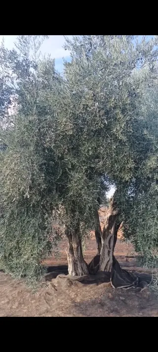 Olivos Centenarios para ornamentación