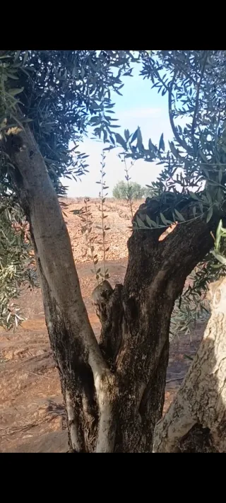 Olivos Centenarios para ornamentación