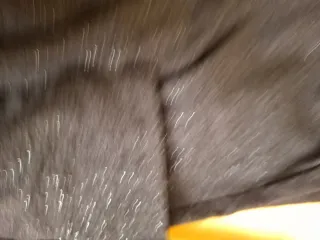 Conjunto de niña mariposas