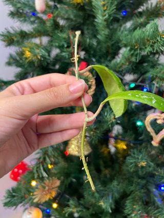 Hoya mindorensis purple star