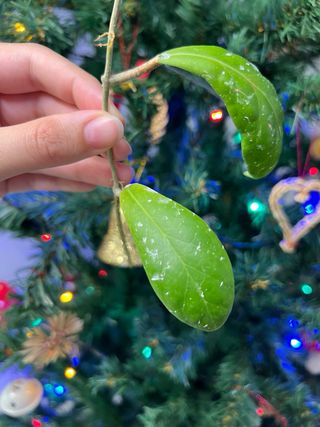Hoya mindorensis purple star
