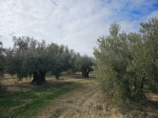 Olivar con 180 olivos