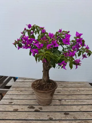 Bonsái Buganvilla Flor Fucsia
