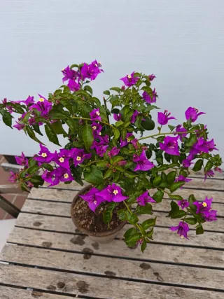 Bonsái Buganvilla Flor Fucsia