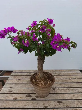 Bonsái Buganvilla Flor Fucsia