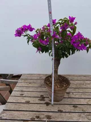 Bonsái Buganvilla Flor Fucsia