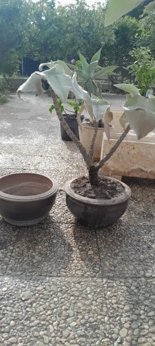 Vasi in ceramica e pietra