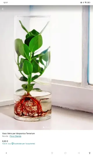 Vaso Vetro per Terrarium o Marimo