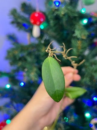 Hoya curtis porcelana