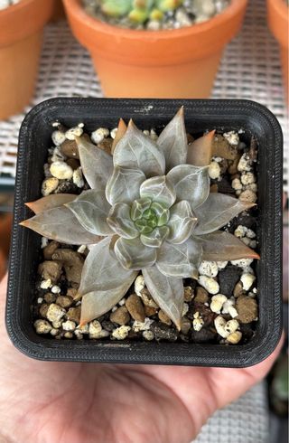 Pachyveria Compassion Planta Suculenta