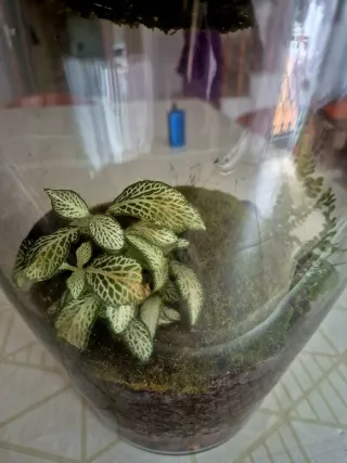 Jardin Eterno Kokedama Bonsái Volador Terrario