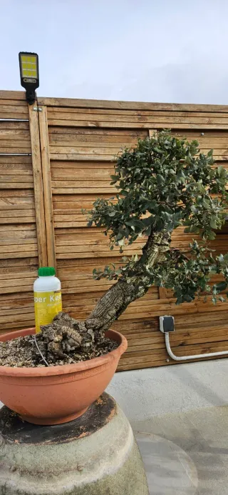 Bonsái Alcornoque (Quercus Suber)