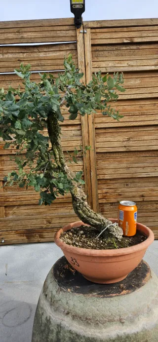 Bonsái Alcornoque (Quercus Suber)