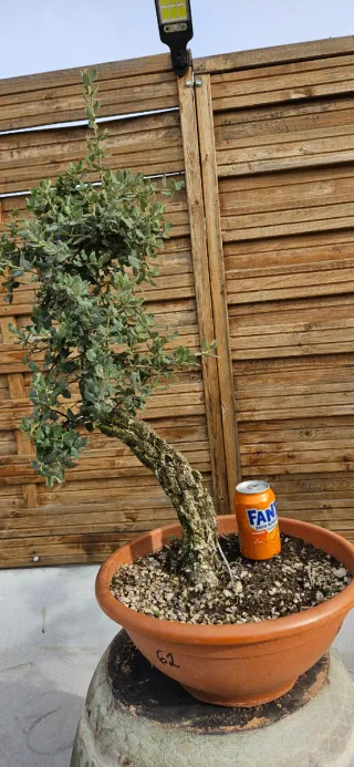 Bonsái Alcornoque (Quercus suber)