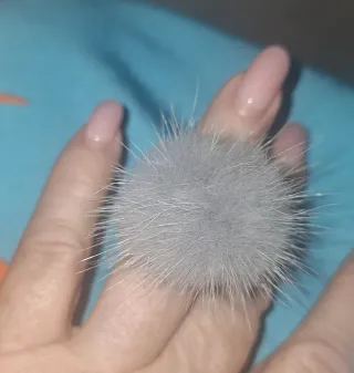 Anillo pelo gris ajustable