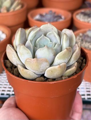 Graptoveria Alabaster Planta Suculenta