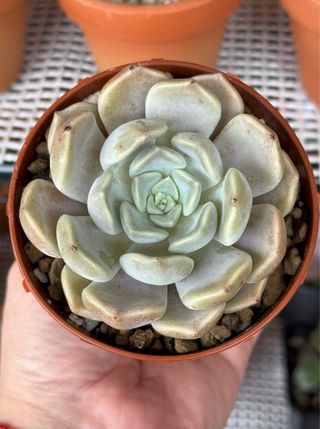 Graptoveria Alabaster Planta Suculenta