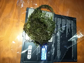 Musgo de Java para acuario