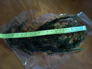 Musgo de Java para acuario