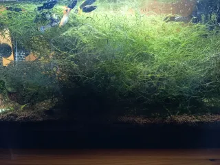 Musgo de Java para acuario