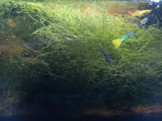 Musgo de Java para acuario