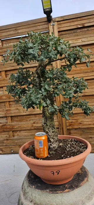 Bonsái Alcornoque (Quercus suber)