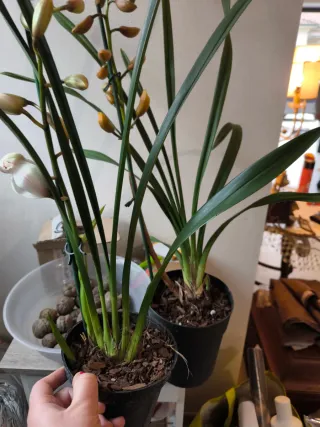 2 vasi Cymbidium bianco e giallo come in foto