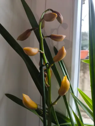 2 vasi Cymbidium bianco e giallo come in foto