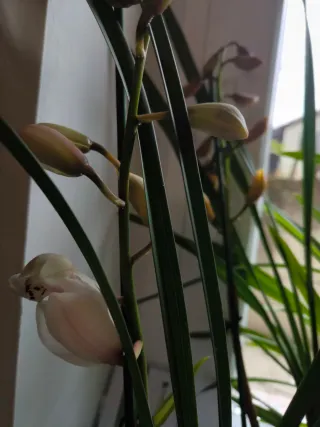2 vasi Cymbidium bianco e giallo come in foto