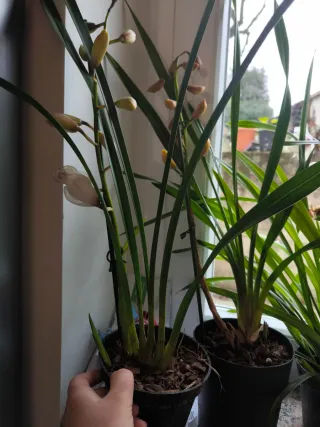 2 vasi Cymbidium bianco e giallo come in foto