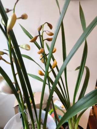 2 vasi Cymbidium bianco e giallo come in foto