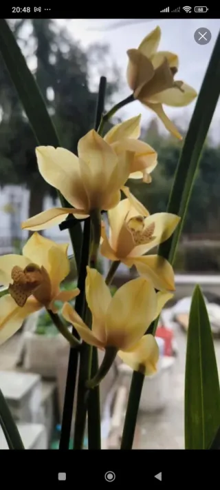 2 vasi Cymbidium bianco e giallo come in foto