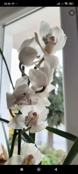 2 vasi Cymbidium bianco e giallo come in foto