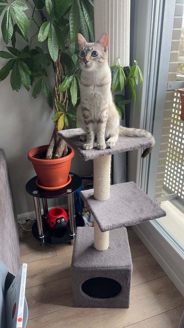 Torre rascador para gatos
