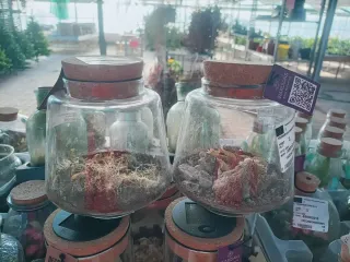 Vaso per Terrarium o Marimo