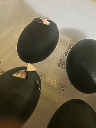 Huevos de Emú para consumo o incubar