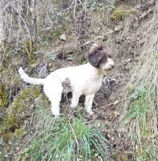 Busco colaborar con mi perra trufera en práctica