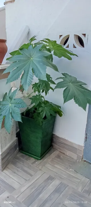 Planta de ricino 1,50 m