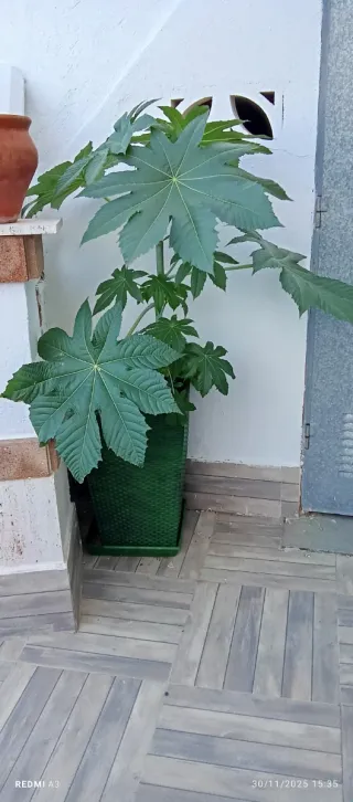 Planta de ricino 1,50 m