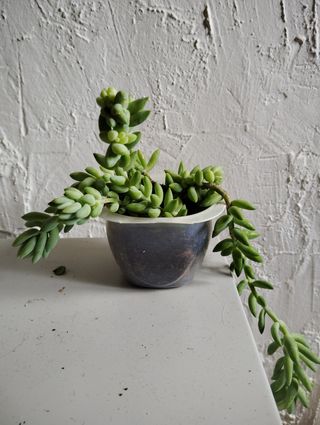 Sedum morganianum planta colgante