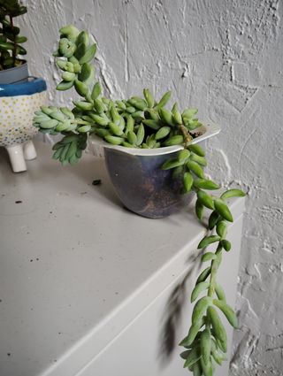 Sedum morganianum planta colgante