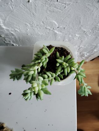 Sedum morganianum planta colgante