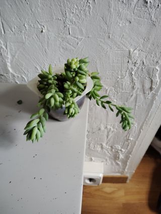 Sedum morganianum planta colgante