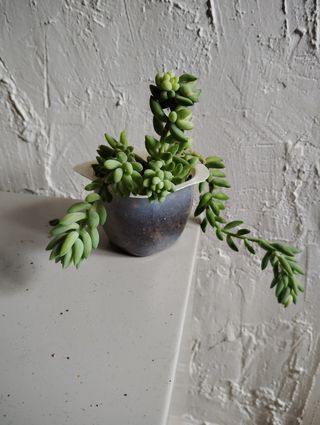 Sedum morganianum planta colgante