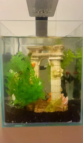 Kit pecera Betta completo