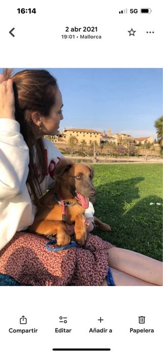 Paseamos a tu perro!